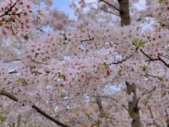 -高东镇樱花园