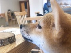 -豆柴町-柴犬主题狗咖(红鼎国际C座店)