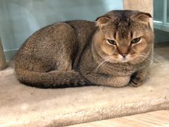 -安格丽娜·狗咖·猫咖羊驼咖(春熙路百盛商场店)