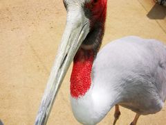 -盐城丹顶鹤湿地生态旅游区