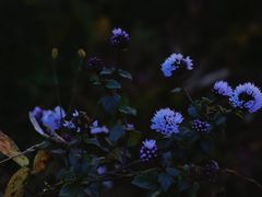 -大塘金香草谷