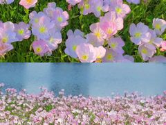 -洋湖国家湿地公园