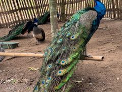 -广州白江湖森林公园