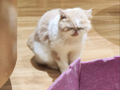 -滚猫咖啡·猫咖·猫友好撸猫(未来城店)