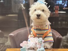 -百好乐宠物友好餐厅(朝外大街店)