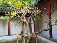 -秋霞圃