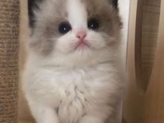 -Bastet sally猫舍购宠(静安店)