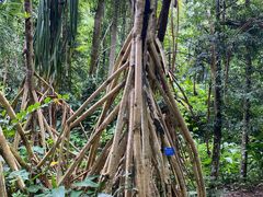 -中国科学院西双版纳热带植物园