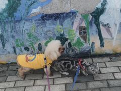 -南汇嘴观海公园