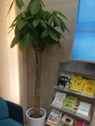 -碧莲盛·不剃发植发