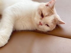 -猫在这儿猫咪咖啡馆·撸猫馆