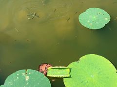 -大兴滨河森林公园