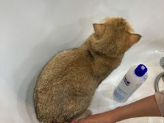 -momokira米努特·德文卷毛猫·棉花面纱犬