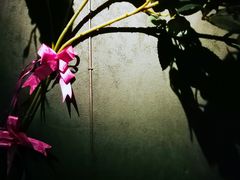 -绿茵阁牛扒餐厅(客村店)