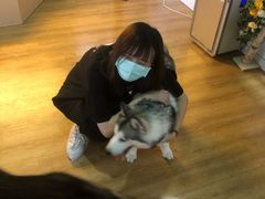 -Husky Go! 哈士奇体验馆·宠物咖啡厅狗咖