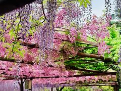 -嘉定紫藤园