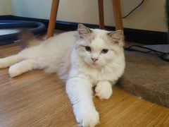 -滚猫咖啡·猫咖·猫友好撸猫(未来城店)