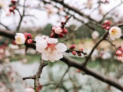 -白塘生态植物园