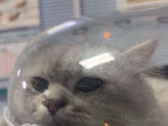 -瑞派福兴宠物医院犬猫全科·骨科·中西医结合(河东店)