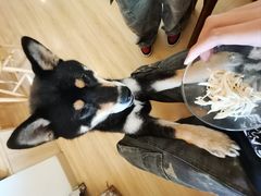 -柴の食堂·日式家庭料理·熊之肆(大学路店)