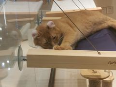 -momokira米努特·德文卷毛猫·棉花面纱犬