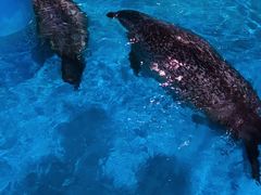 -海合安成都极地海洋公园