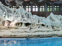 -帝企鹅自助餐厅•儿童岛•真企鹅(长隆企鹅酒店)