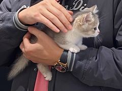 -babydoll猫舍·米努特·德文·缅因(久光中心店)
