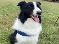 -艾贝尔宠物医院 ·内科全科(梁溪路店)