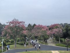 -东莞植物园
