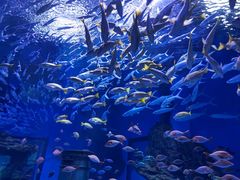 -海合安武汉极地海洋公园