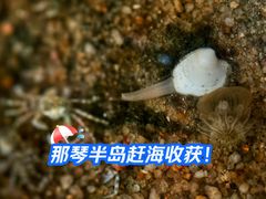 -那琴半岛地质海洋公园
