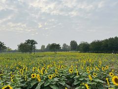 -汉长安城未央宫国家考古遗址公园