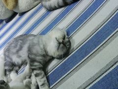 -喵的天空名猫咖啡馆·撸猫·猫舍·用品