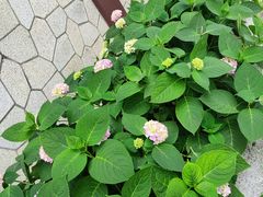 -金银湖国家城市湿地公园