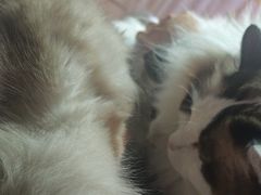 -白兔子密室(长寿路店)