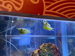 -上海海洋水族馆