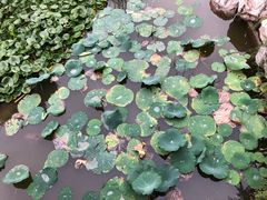 -丰台科技园生态主题公园