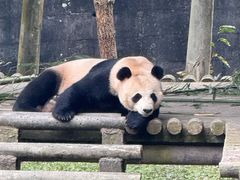 -中国大熊猫保护研究中心雅安碧峰峡基地