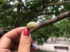-御林古桑园