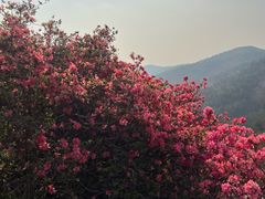-木兰云雾山