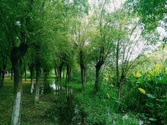 -艾溪湖湿地公园