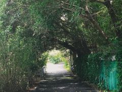 -华侨城湿地公园