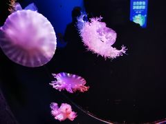 -乌鲁木齐海洋馆