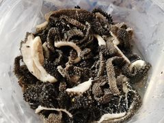 -老爆肚满五香烧牛羊肉