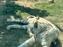 -西霞口神雕山野生动物世界
