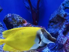 -上海海洋水族馆