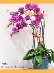-和良形象