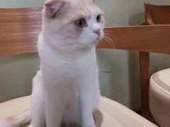 -藏猫猫咖啡主题馆(中央大道店)