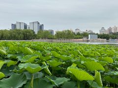-莲花池公园